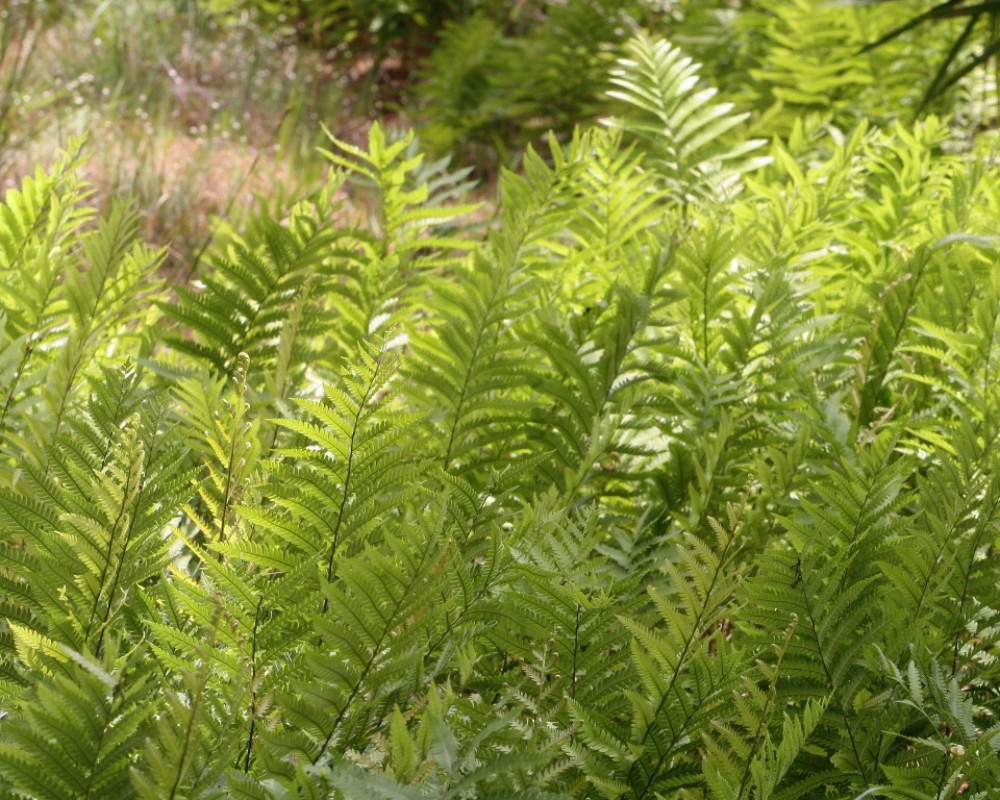 woodwardia_virginicus_1